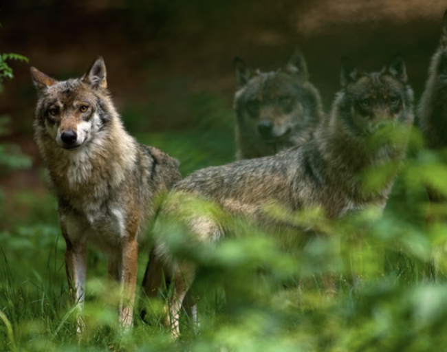 Germany moves to legalise wolf hunting after rise in livestock attacks