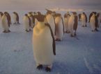 Applications are open for a position at the penguin post office in the Antarctic