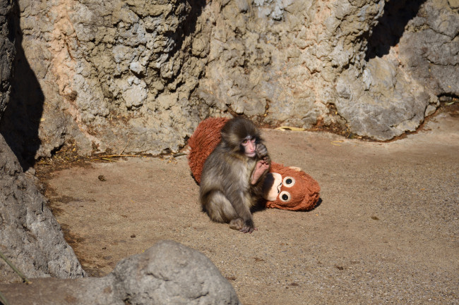 US nationals arrested for attempting to break into Punch the monkey's enclosure