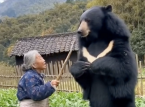What's going on with Japan and bears? From drones that bark like dogs to grannies fighting bears